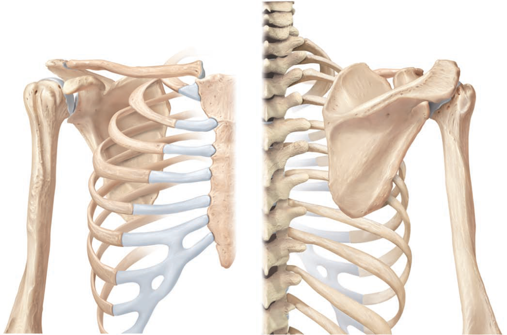 glenohumeral joint