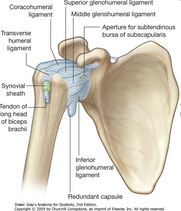 Glenohumeral joint Anatomy, Frozen shoulder